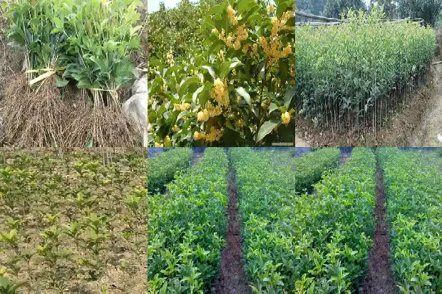 房子前种桂花树好吗1685926572733