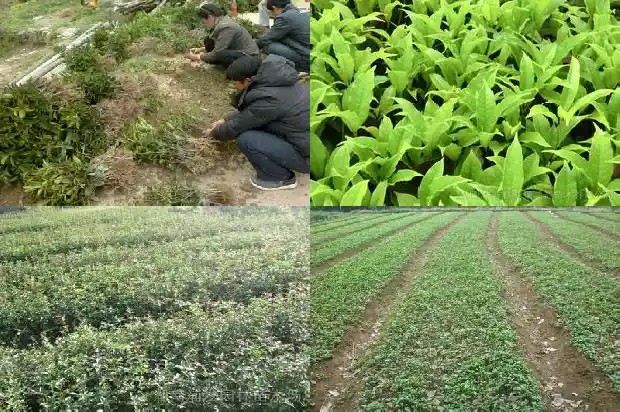 房子前种桂花树好吗1685926572780