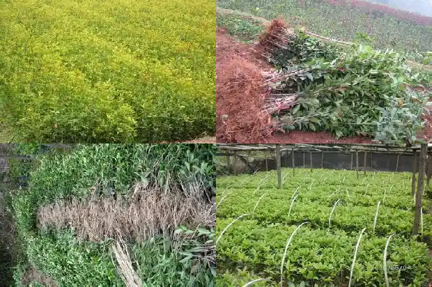 房子前种桂花树好吗1685926572828