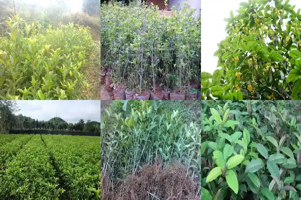 桂花树什么时候移栽最合适呢1688948321569
