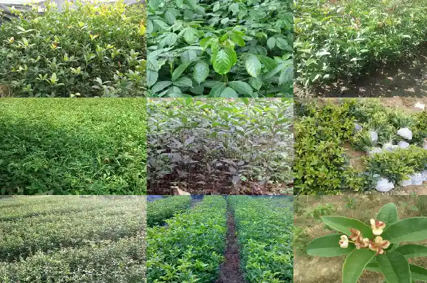 桂花树栽屋前还是屋后1685926582273
