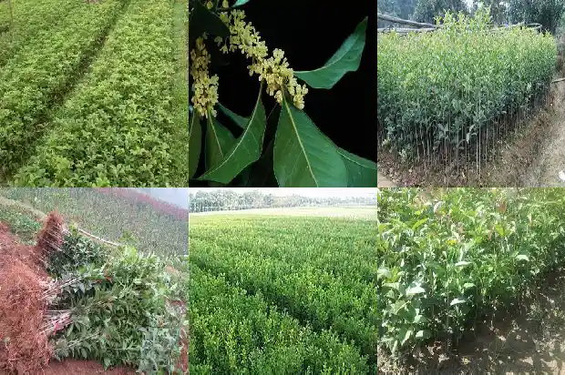 桂花树栽屋前还是屋后1685926582321