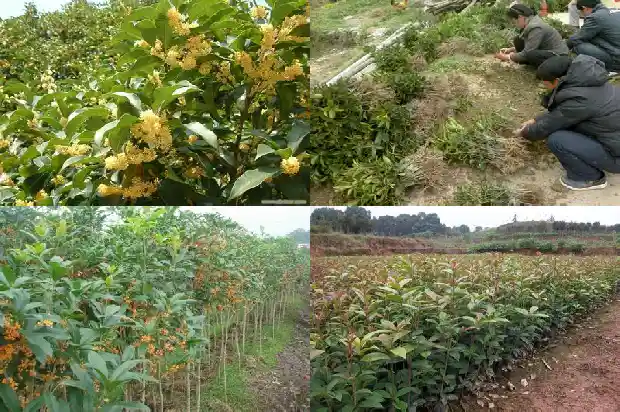 桂花泡水可以喝多久1689207981990