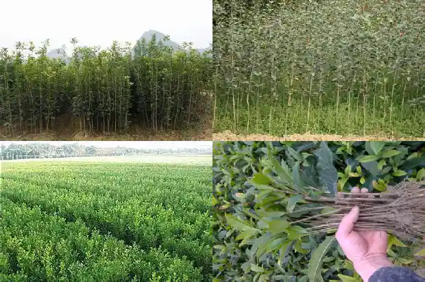 屋前能栽桂花树吗1685926599521