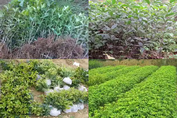 房后能栽桂花树吗1685926611299
