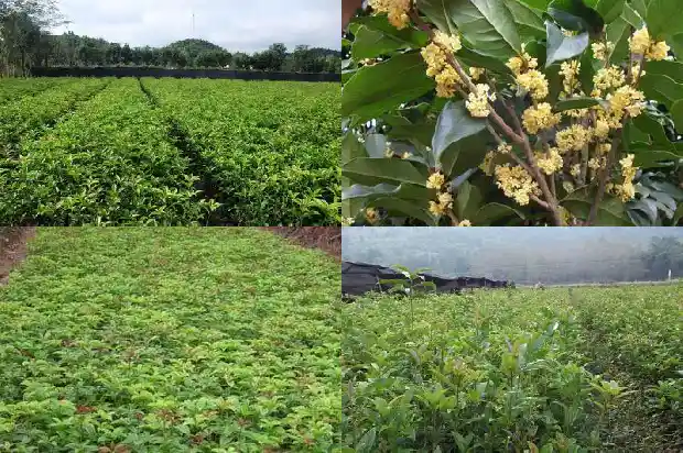 房后能栽桂花树吗1685926611347