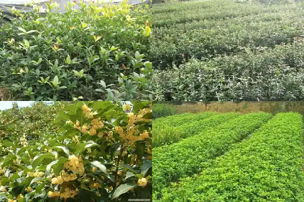 房后能栽桂花树吗1685926611395