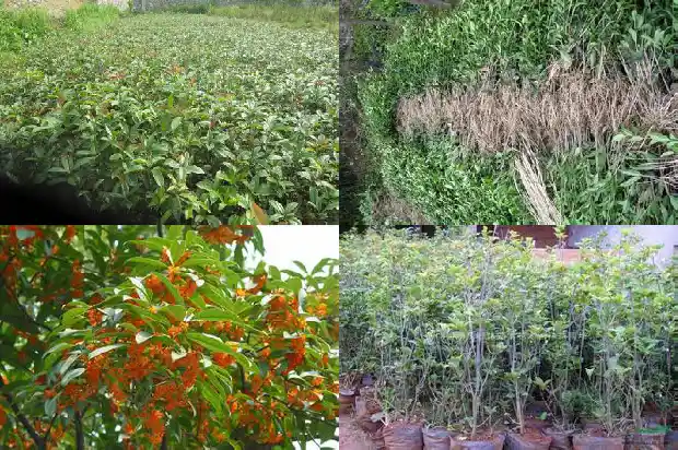 房后能栽桂花树吗1685926611442