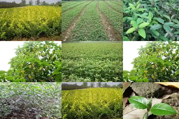 房前屋后可以栽桂花树吗?1685926623009