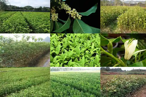 房前屋后可以栽桂花树吗?1685926623057
