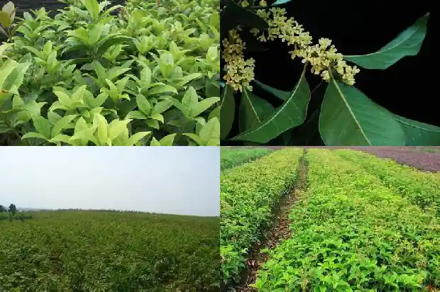 房前屋后可以栽桂花树吗?1685926623105