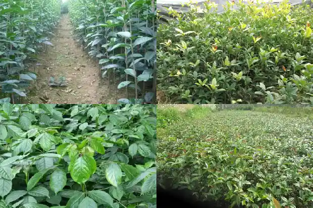 房前屋后可以栽桂花树吗?1685926623153