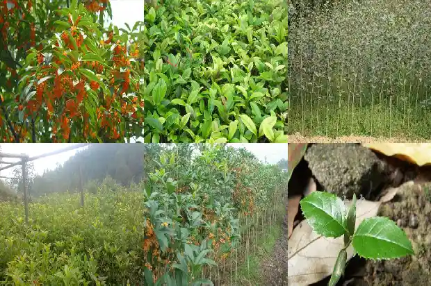 屋后能栽桂花树吗风水1685926634983