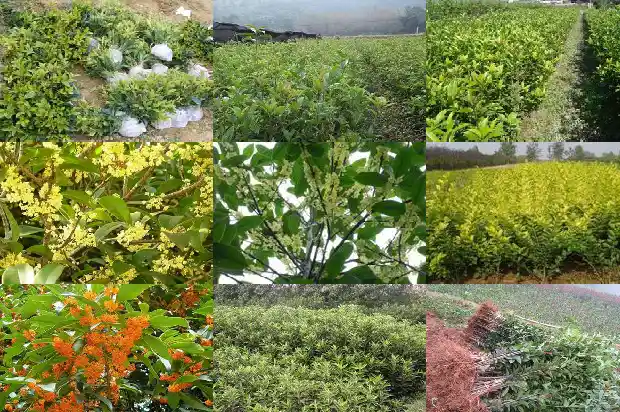 屋后能栽桂花树吗风水1685926635031