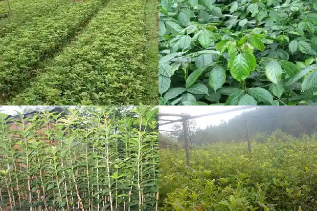 屋后能栽桂花树吗风水1685926635079