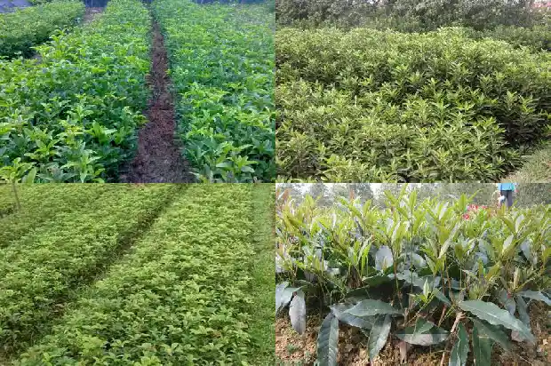 屋后能栽桂花树吗风水1685926635127