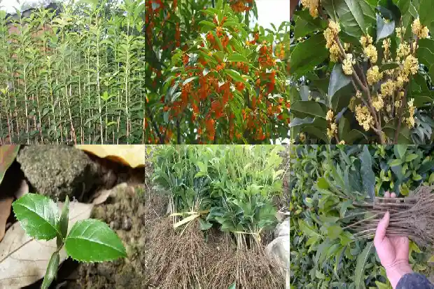 庭院种桂花树风水1685926644867