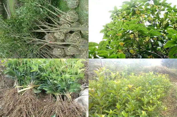 庭院种桂花树风水1685926644914