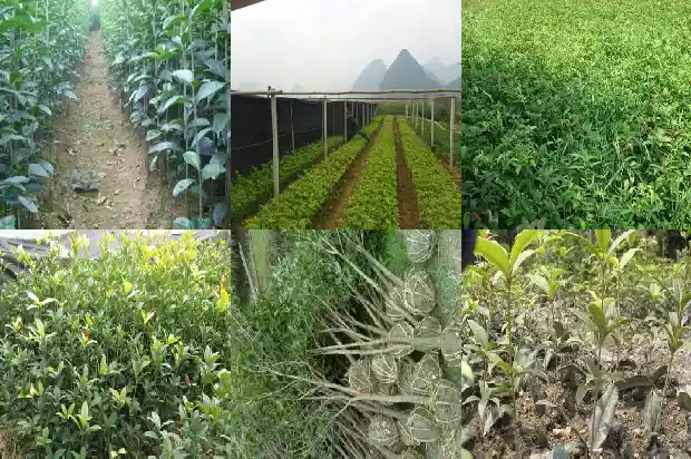 庭院种桂花树风水1685926644961