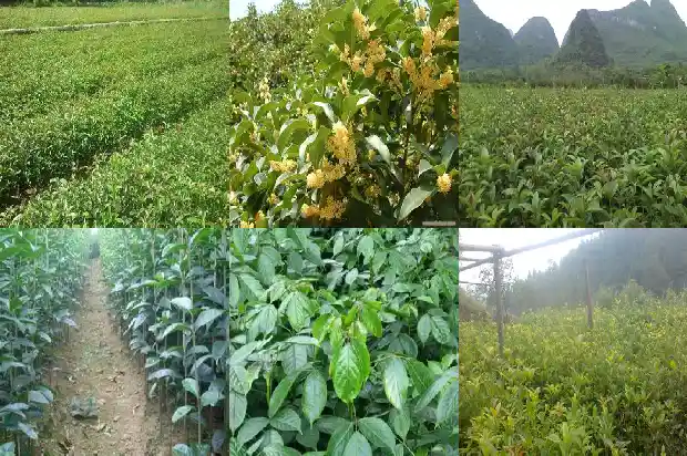 院子种桂花树不开花好吗1685926652398
