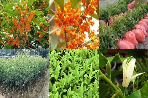 桂花泡茶的作用与功效及禁忌1689381258415