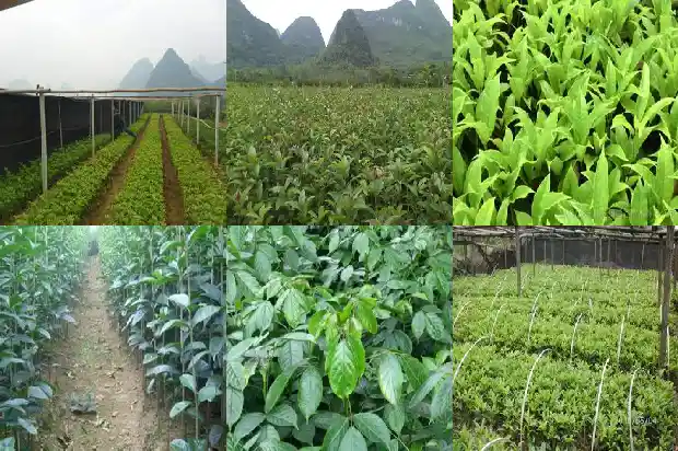 桂花种在屋旁边会不会影响风水1685926661965