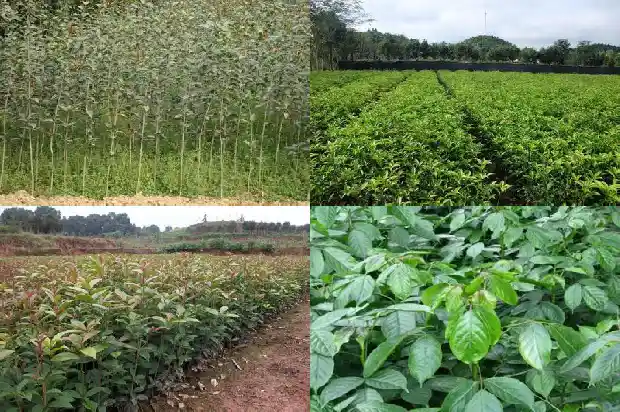 桂花树嫁接好还是不嫁接的好1690417905540