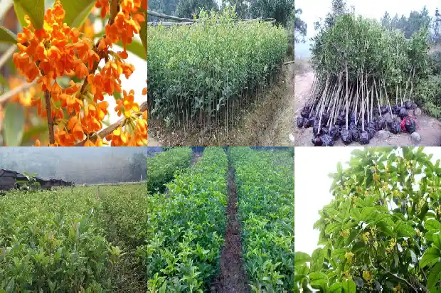 桂花树种在后院好不好呢1685926669648