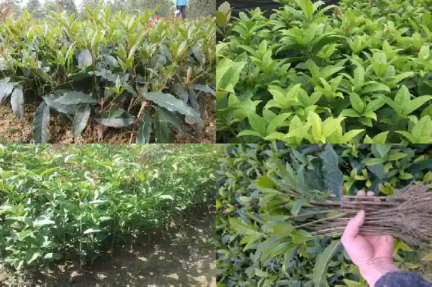 批发桂花苗 桂花苗批发1689899579563