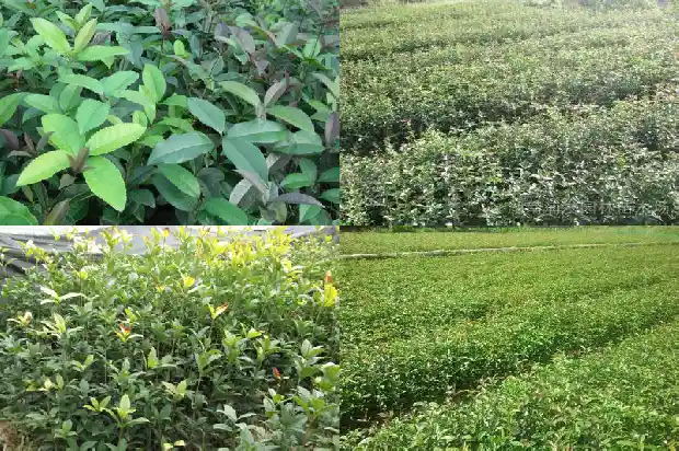 桂花树宜种在后院哪个方位?1685926677202