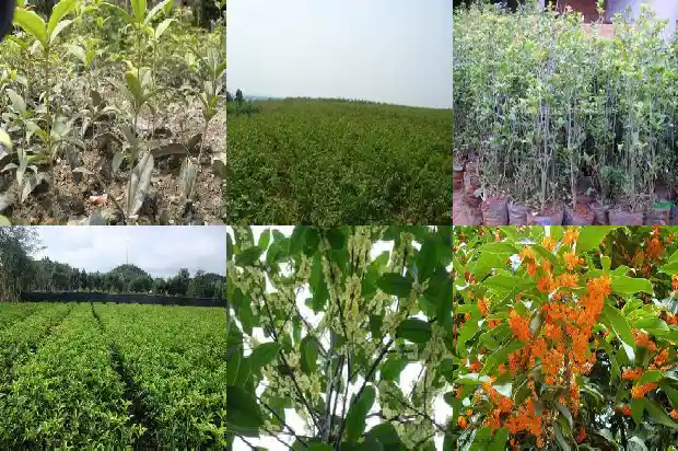 桂花树栽在后院风水好吗1685926684590
