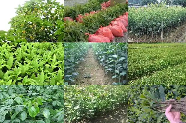 桂花树栽在后院风水好吗1685926684638