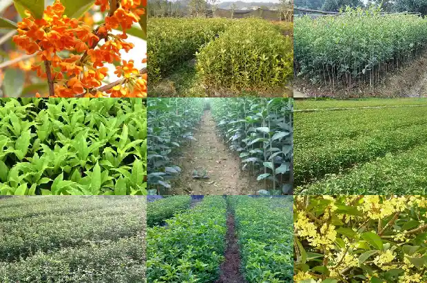院内适合种桂花树吗?1685926696093