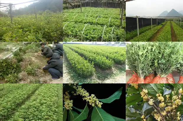 院内适合种桂花树吗?1685926696140