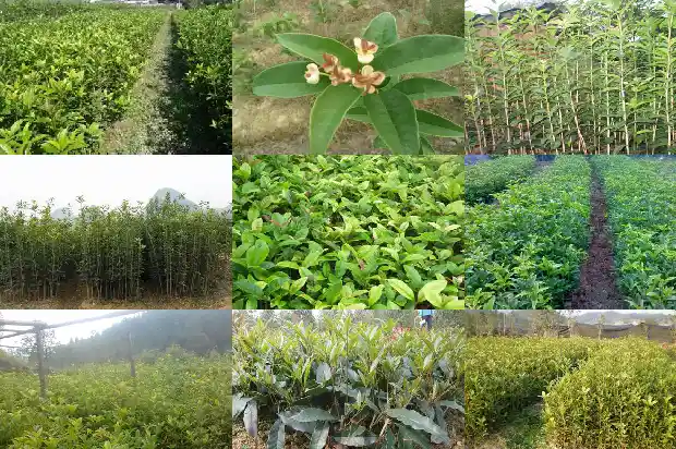 院内适合种桂花树吗?1685926696188