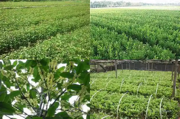院内适合种桂花树吗?1685926696236