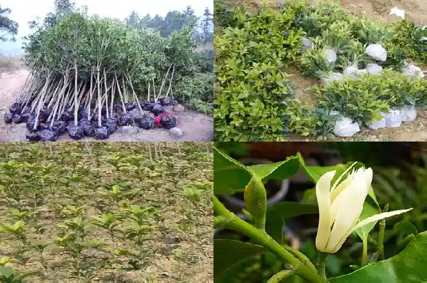 桂花树能种在后院吗北方1685926703952