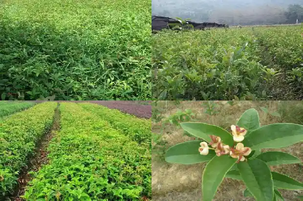 桂花树可以种在后院吗1685926715491