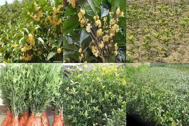桂花树栽前院还是后院比较好呢1685926722910