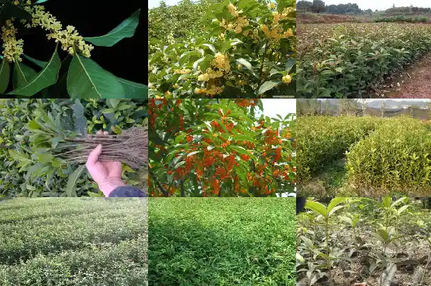 桂花树栽前院还是后院比较好呢1685926722957