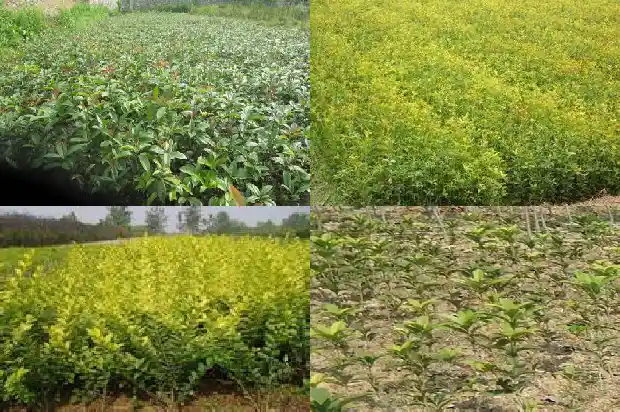 桂花树种前院还是后院好1685926732516