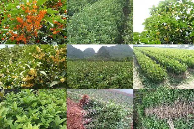 桂花树种前院还是后院好1685926732564