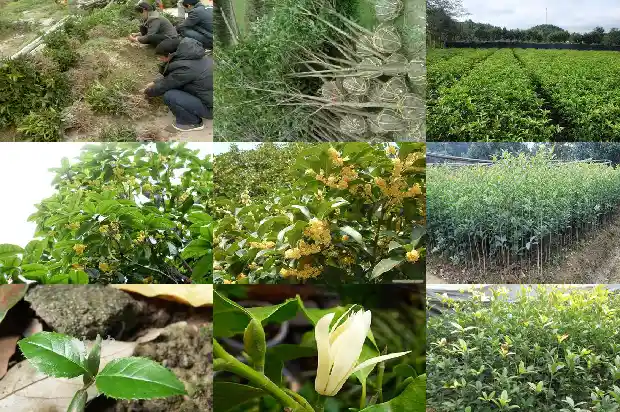 桂花树种前院还是后院好1685926732612