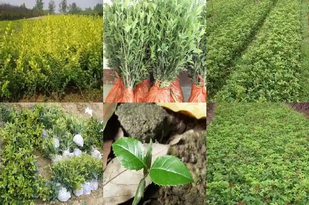 大片青色叶子桂花树叫什么1685926742483