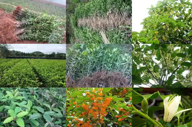 前院种桂花树好吗风水好吗1685926753997