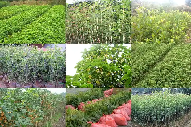 前院种桂花树好吗风水好吗1685926754045
