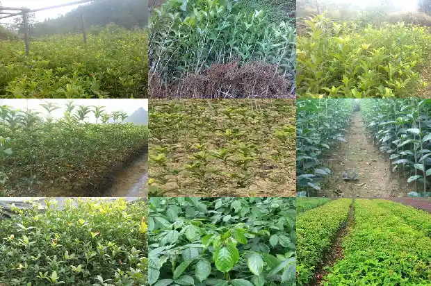 前院种桂花树好吗风水好吗1685926754139