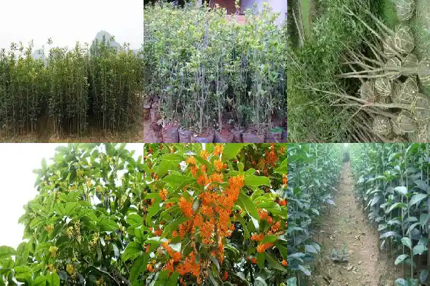 桂花树种在院中什么位置好1685926761691
