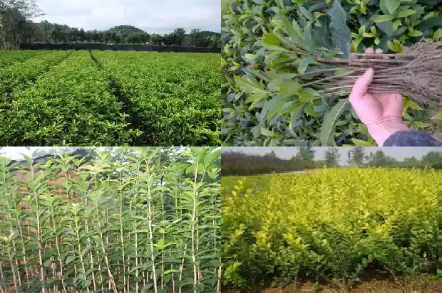 四年桂花树多少钱一棵啊1689838301392