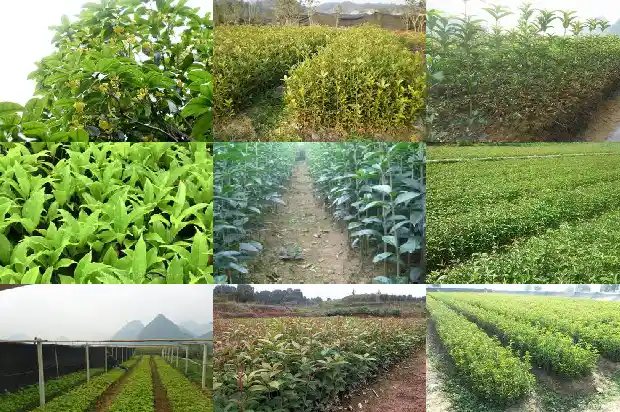 桂花树宜种前院还是后院好1685926771378